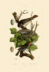 Rossignol, 1833-39